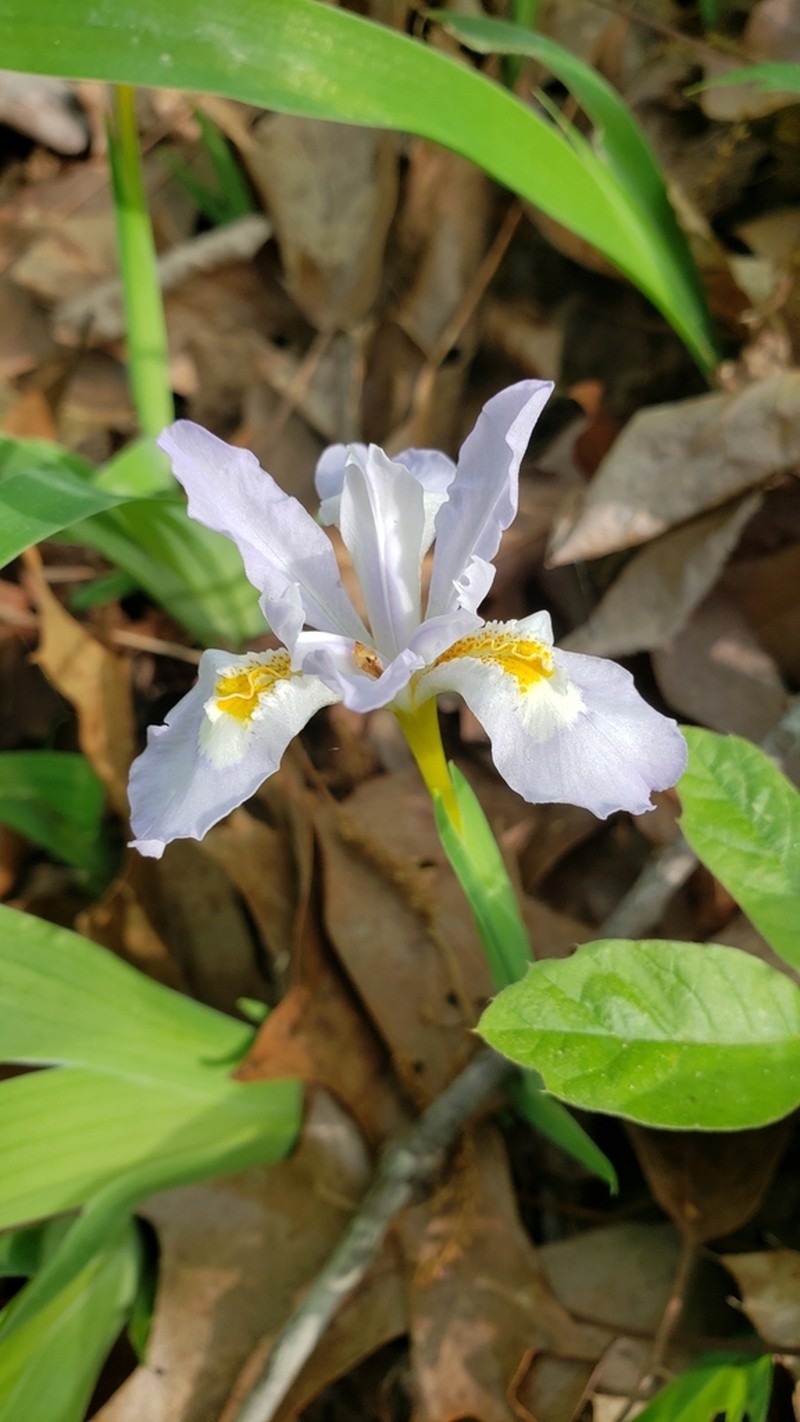 Dwarf Crested Iris photo 7