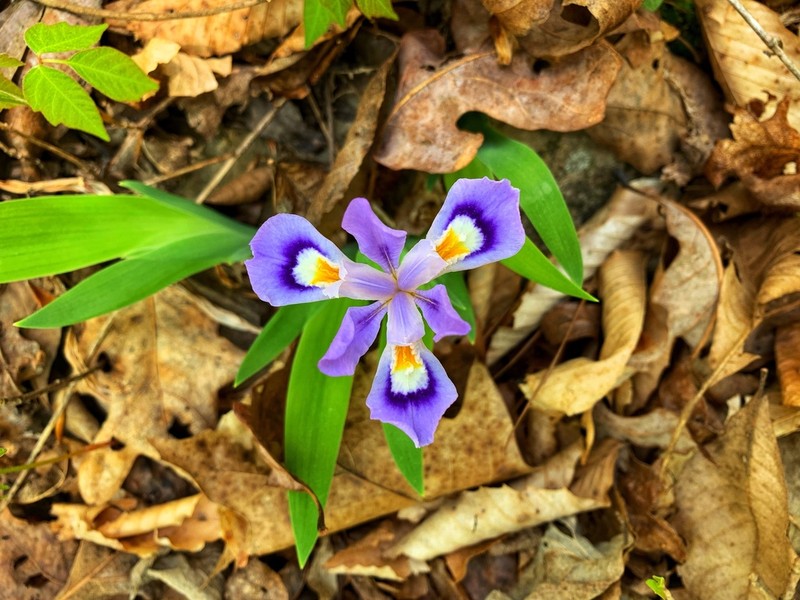 Dwarf Crested Iris photo 8