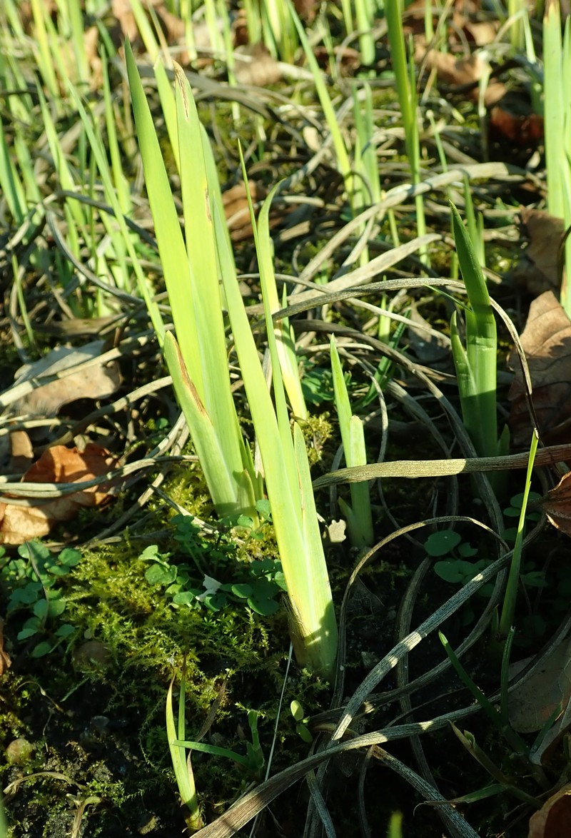 Iris crocea