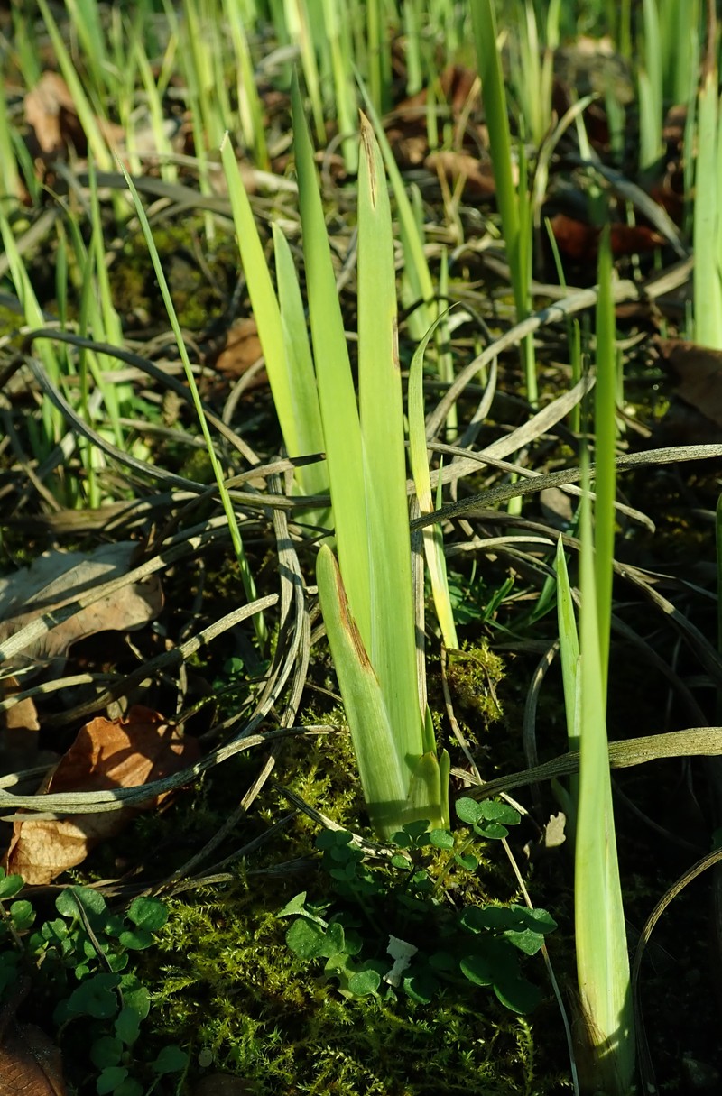 Iris crocea photo 2