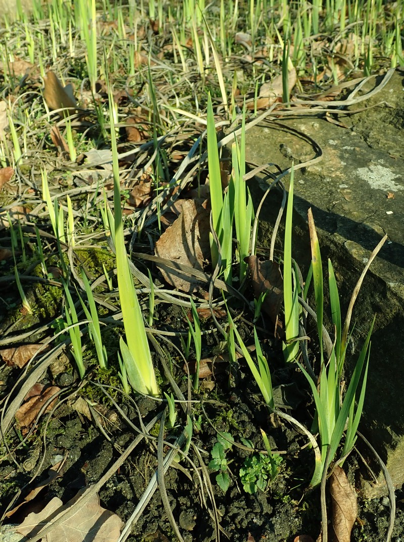 Iris crocea photo 3