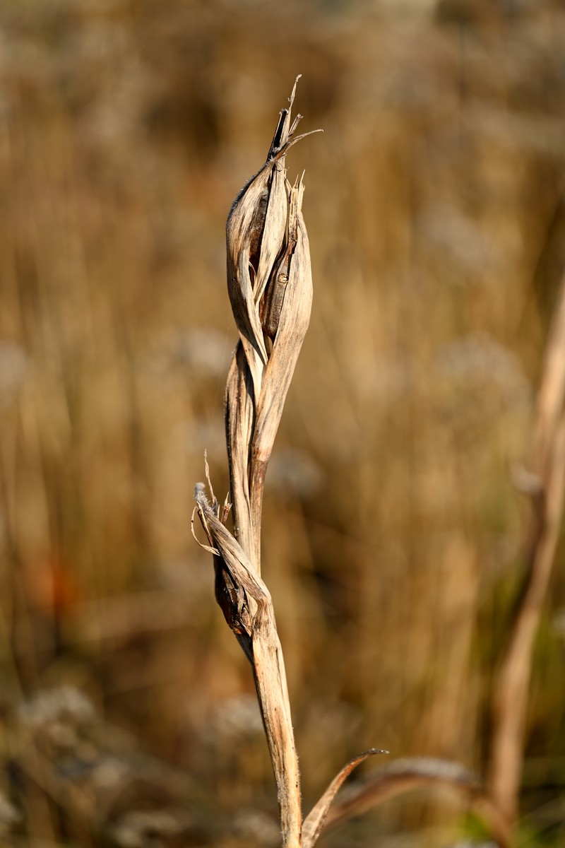 Iris crocea photo 4