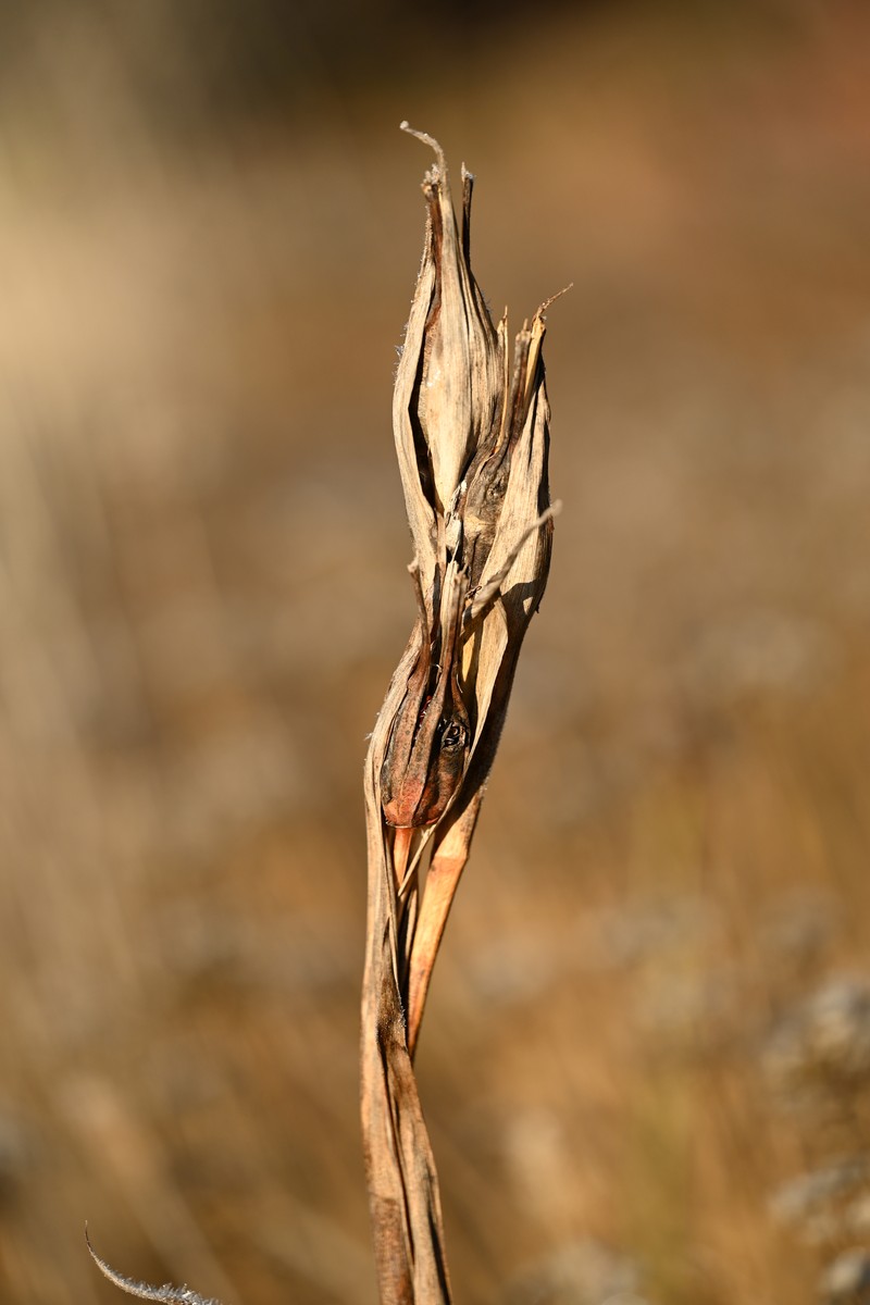 Iris crocea photo 5