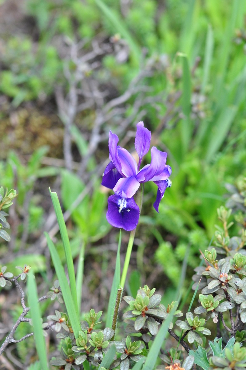 Iris cuniculiformis photo 2