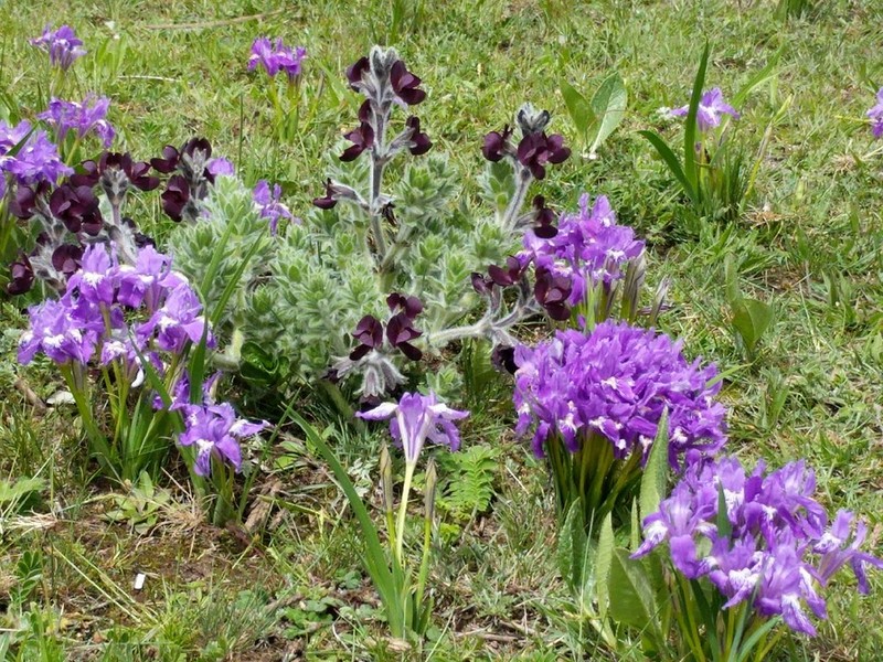 Iris cuniculiformis photo 3