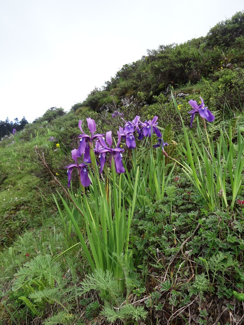 Iris cuniculiformis photo 4