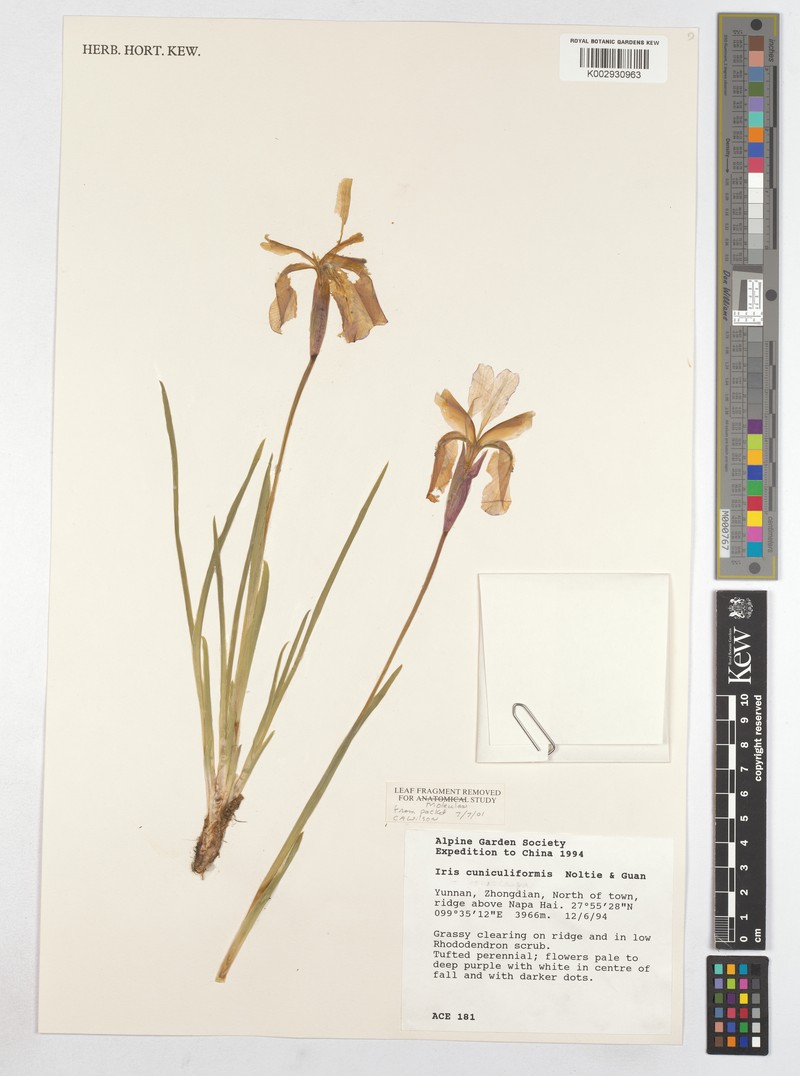 Iris cuniculiformis photo 5