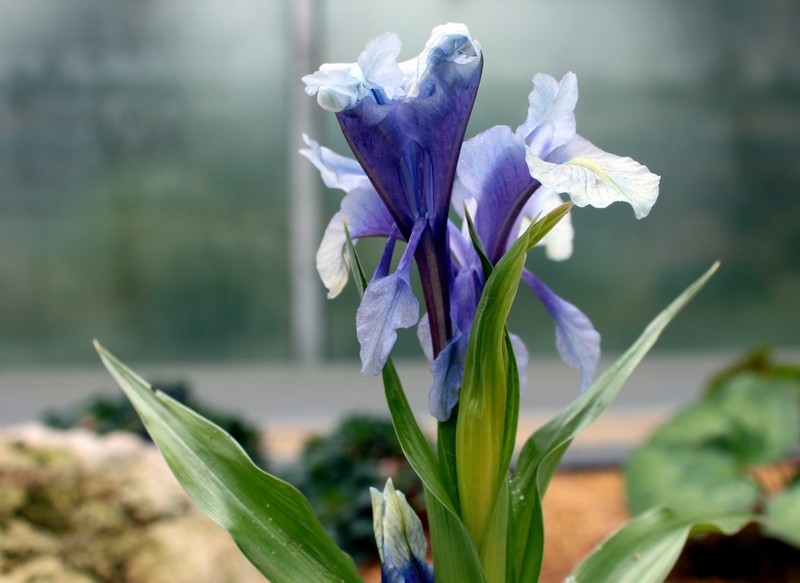 Iris cycloglossa