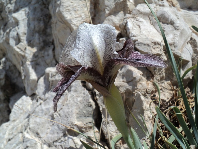 Iris damascena