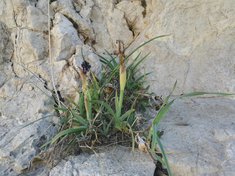 Iris damascena photo 2