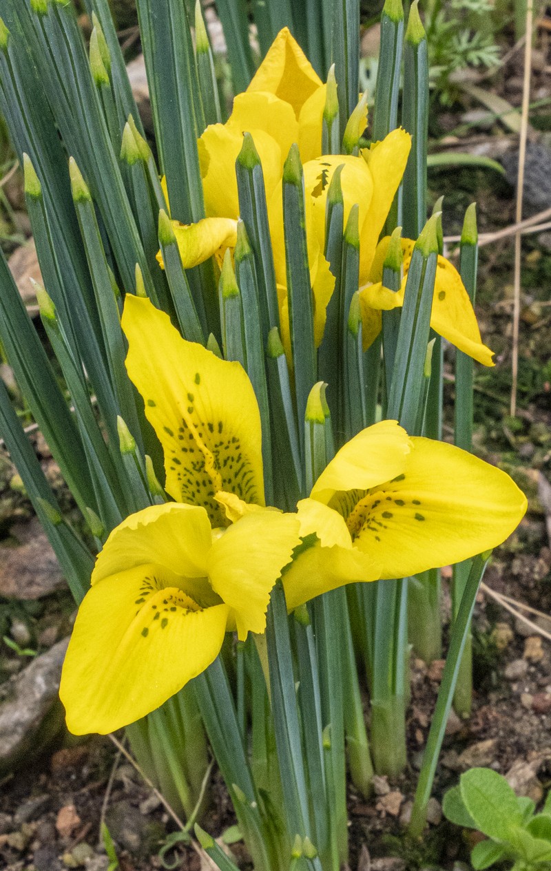 Iris danfordiae