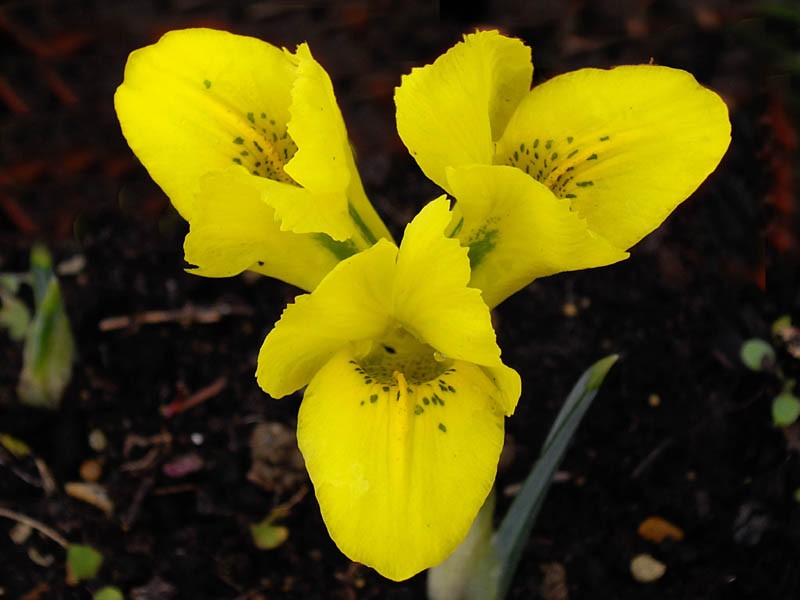 Iris danfordiae photo 2