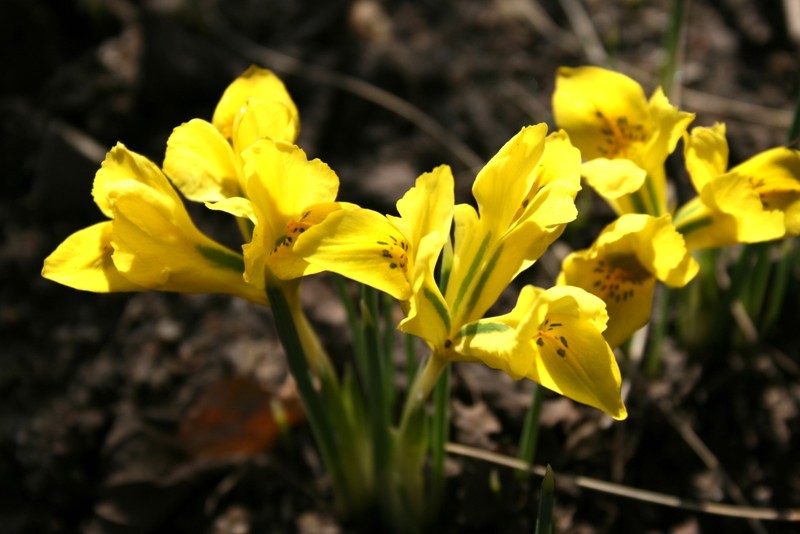 Iris danfordiae photo 3