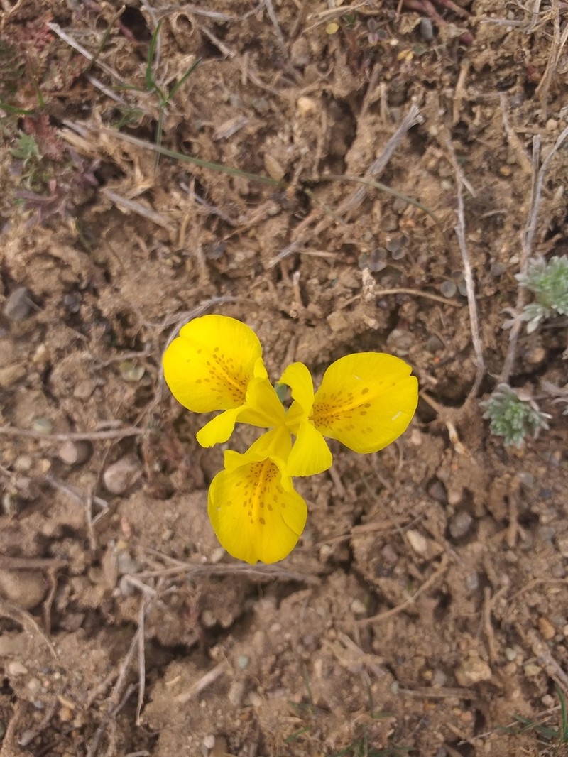 Iris danfordiae photo 4