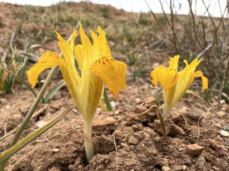 Iris danfordiae photo 5