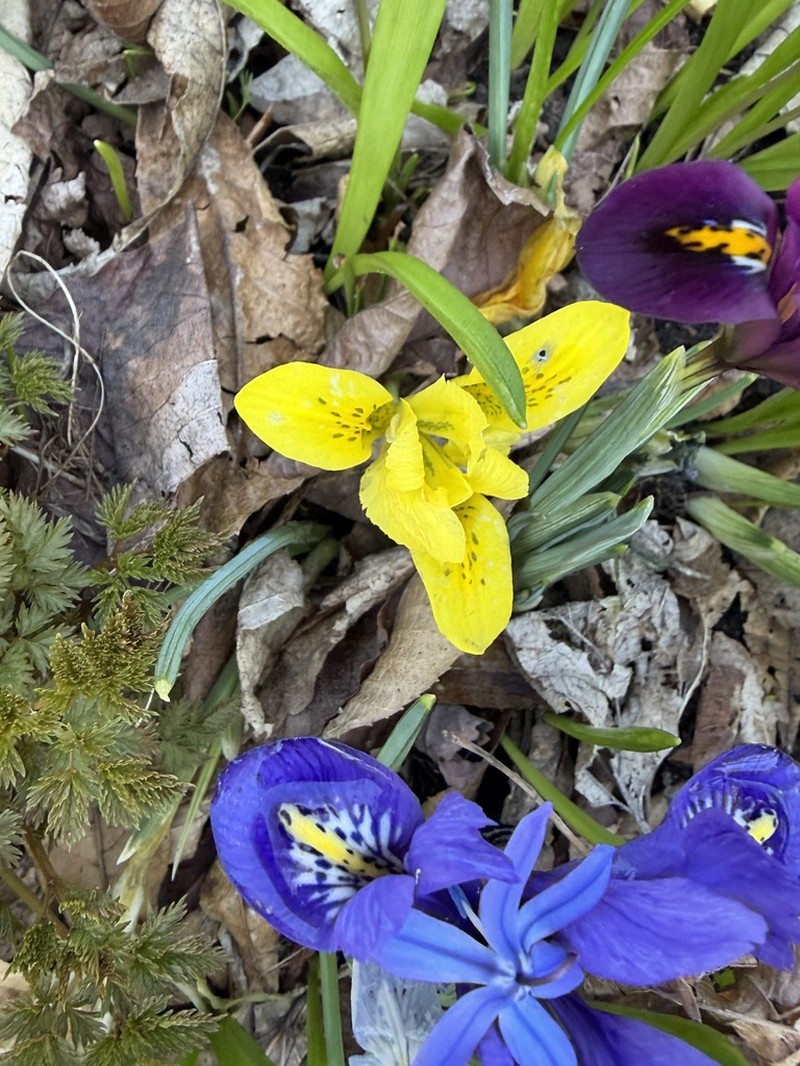 Iris danfordiae photo 6