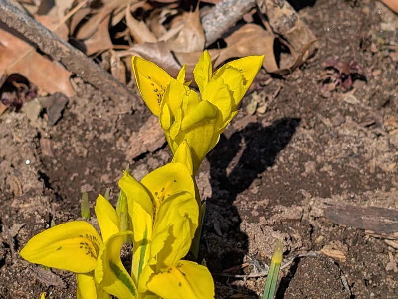 Iris danfordiae photo 7