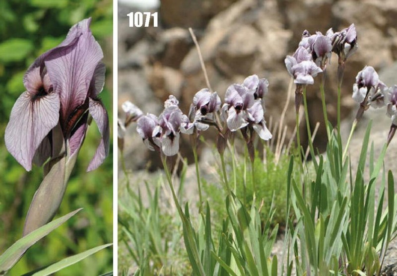 Iris darwasica