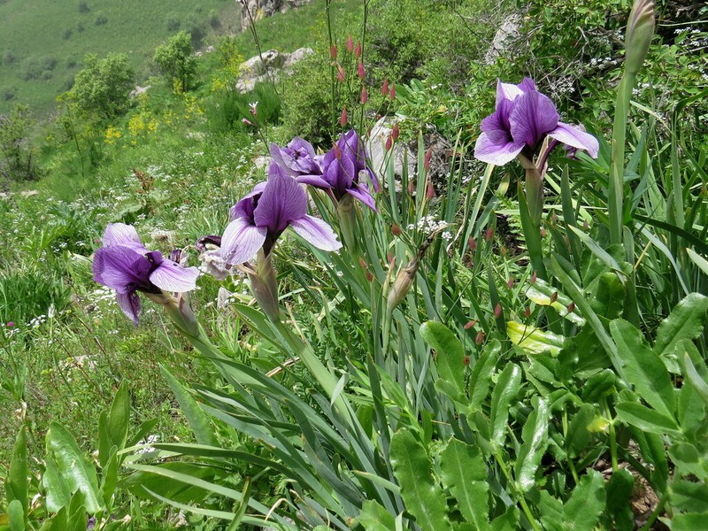 Iris darwasica photo 2