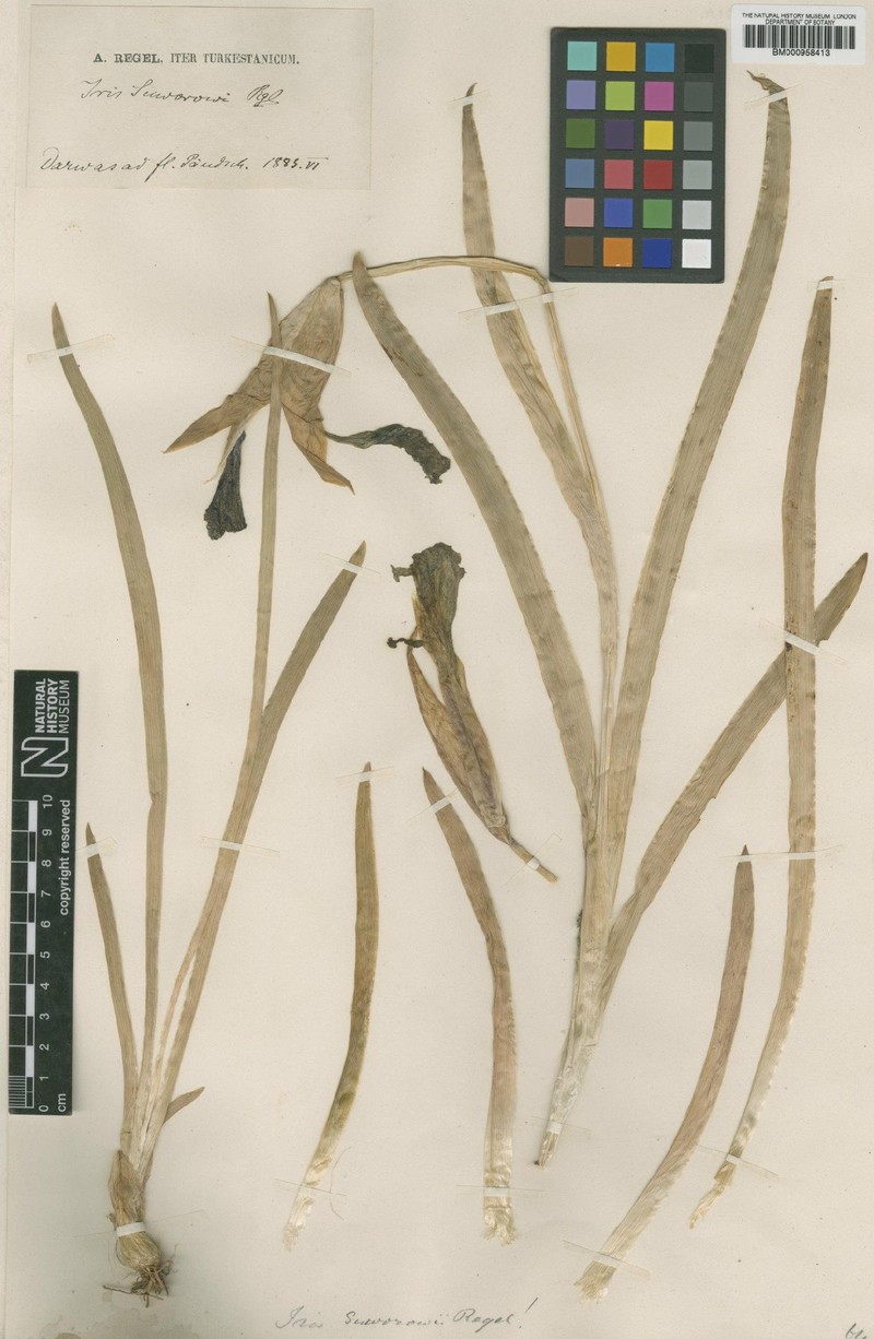 Iris darwasica photo 4