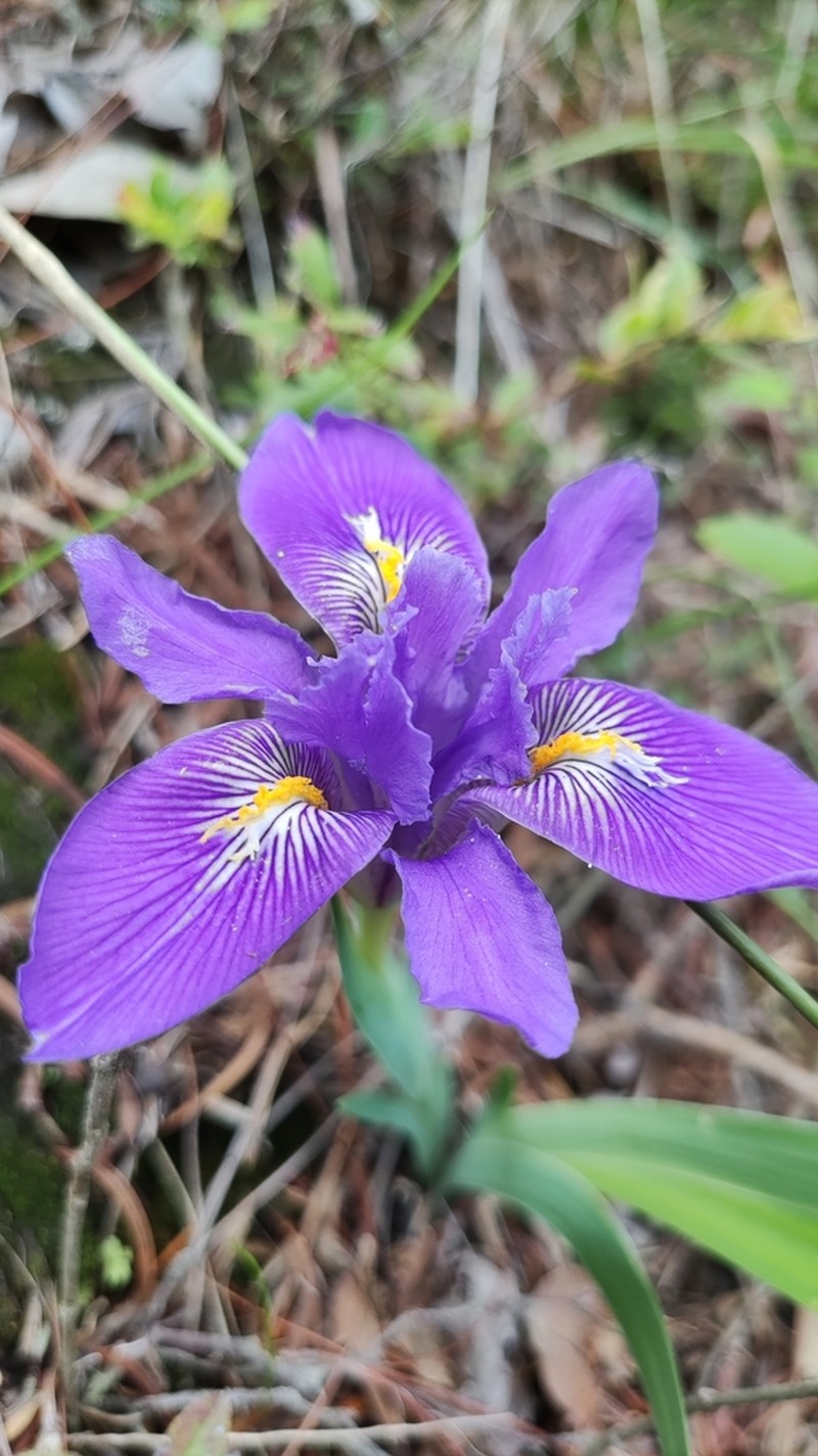 Iris decora photo 2