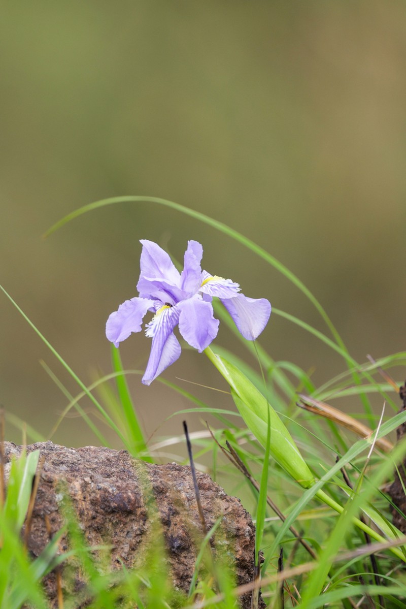Iris decora photo 3