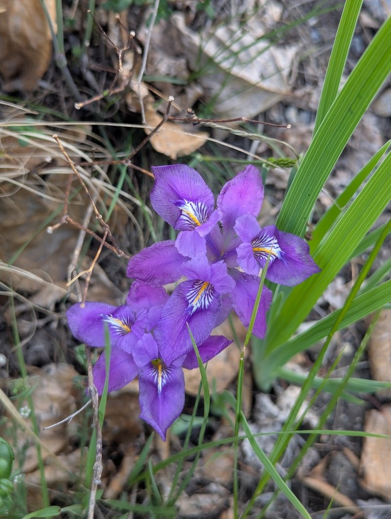 Iris decora photo 4