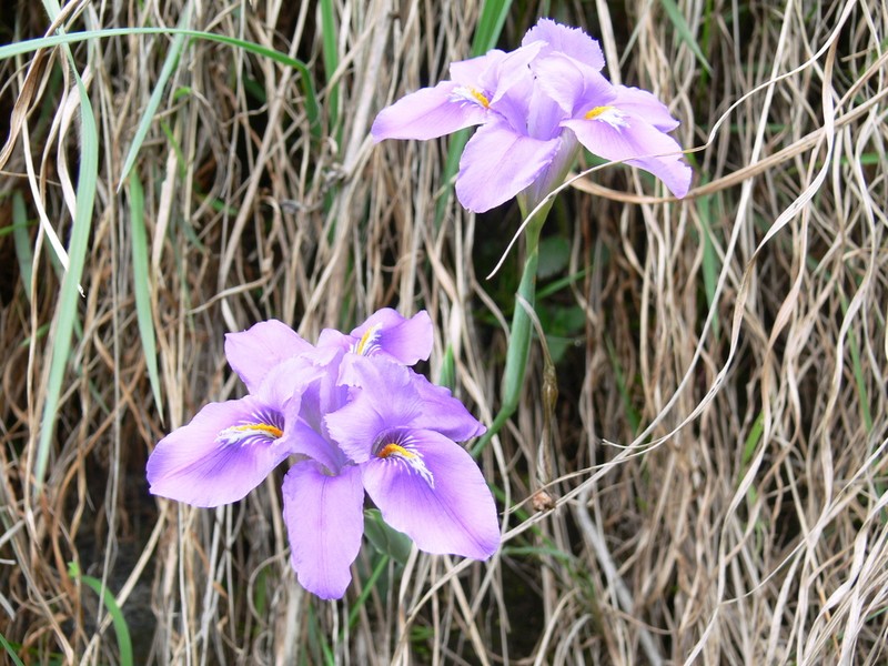 Iris decora photo 5