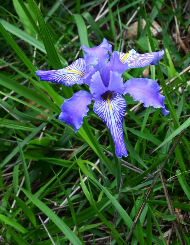 Iris decora photo 6