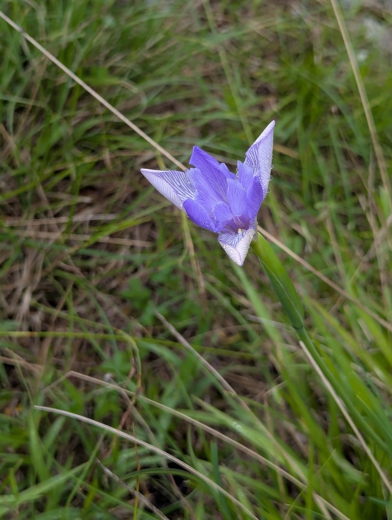 Iris decora photo 7