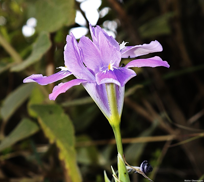 Iris decora photo 8