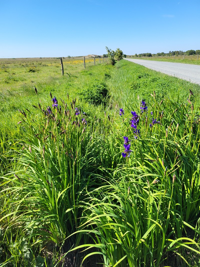 Long-Scape Iris photo 4