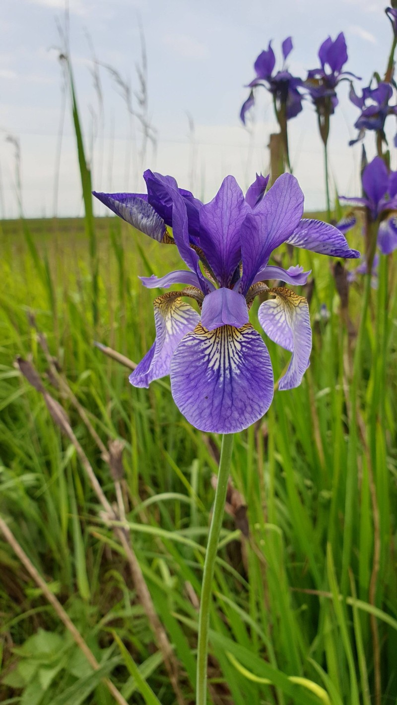 Long-Scape Iris photo 5