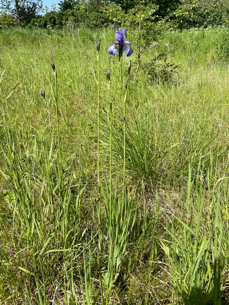 Long-Scape Iris photo 6