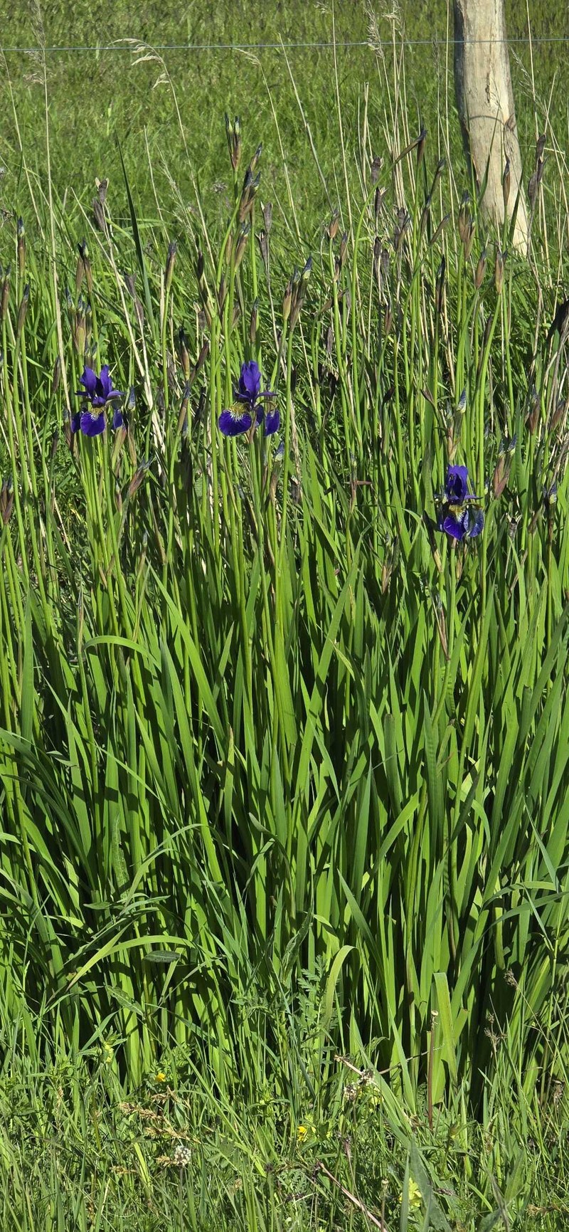 Long-Scape Iris photo 7