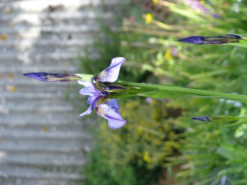 Long-Scape Iris photo 3
