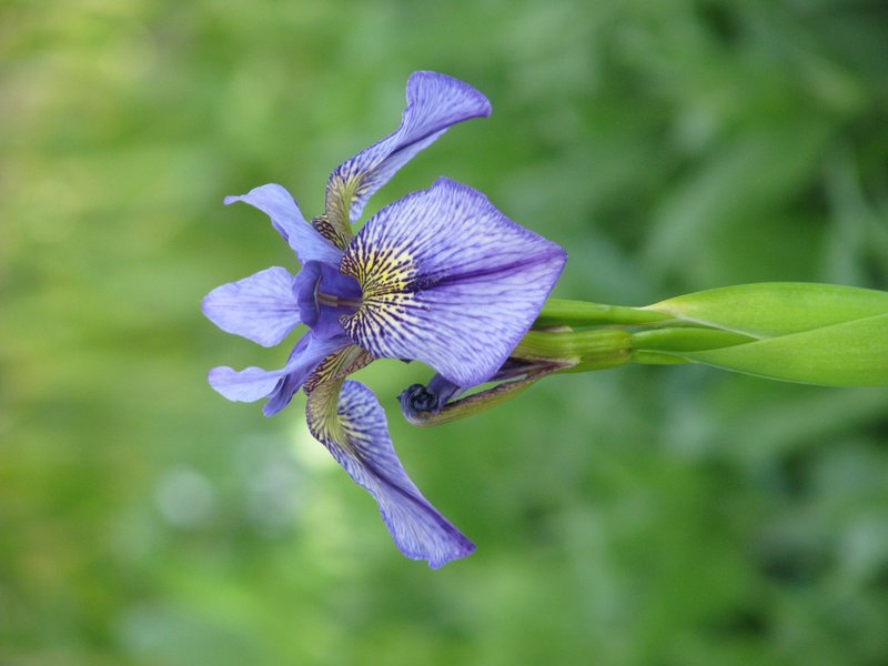 Long-Scape Iris