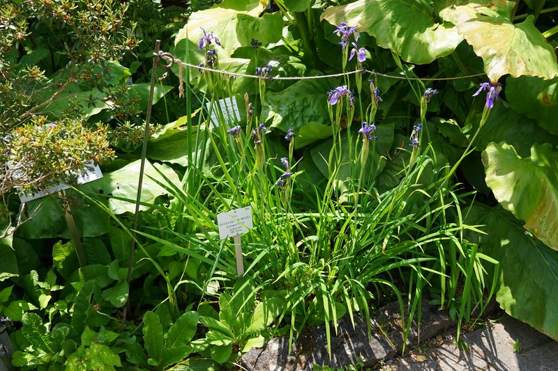 Long-Scape Iris photo 2