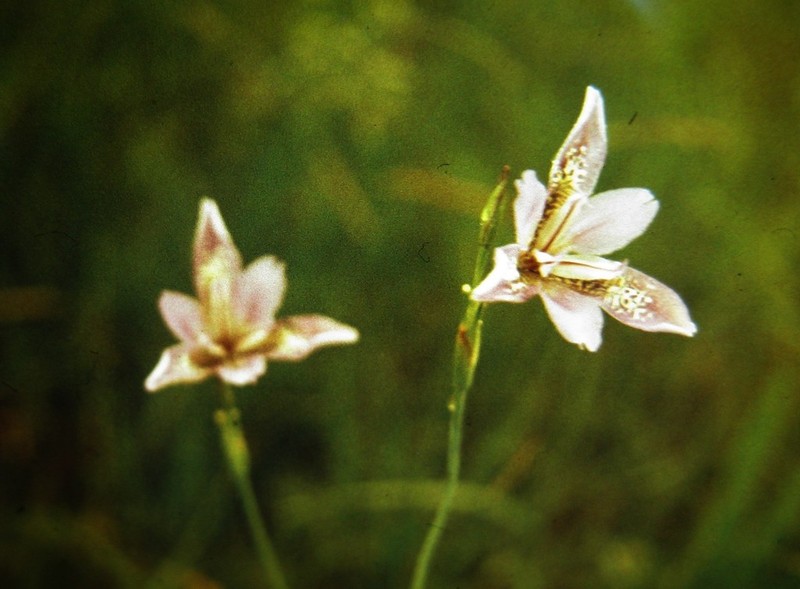 Pardanthopsis dichotoma photo 6