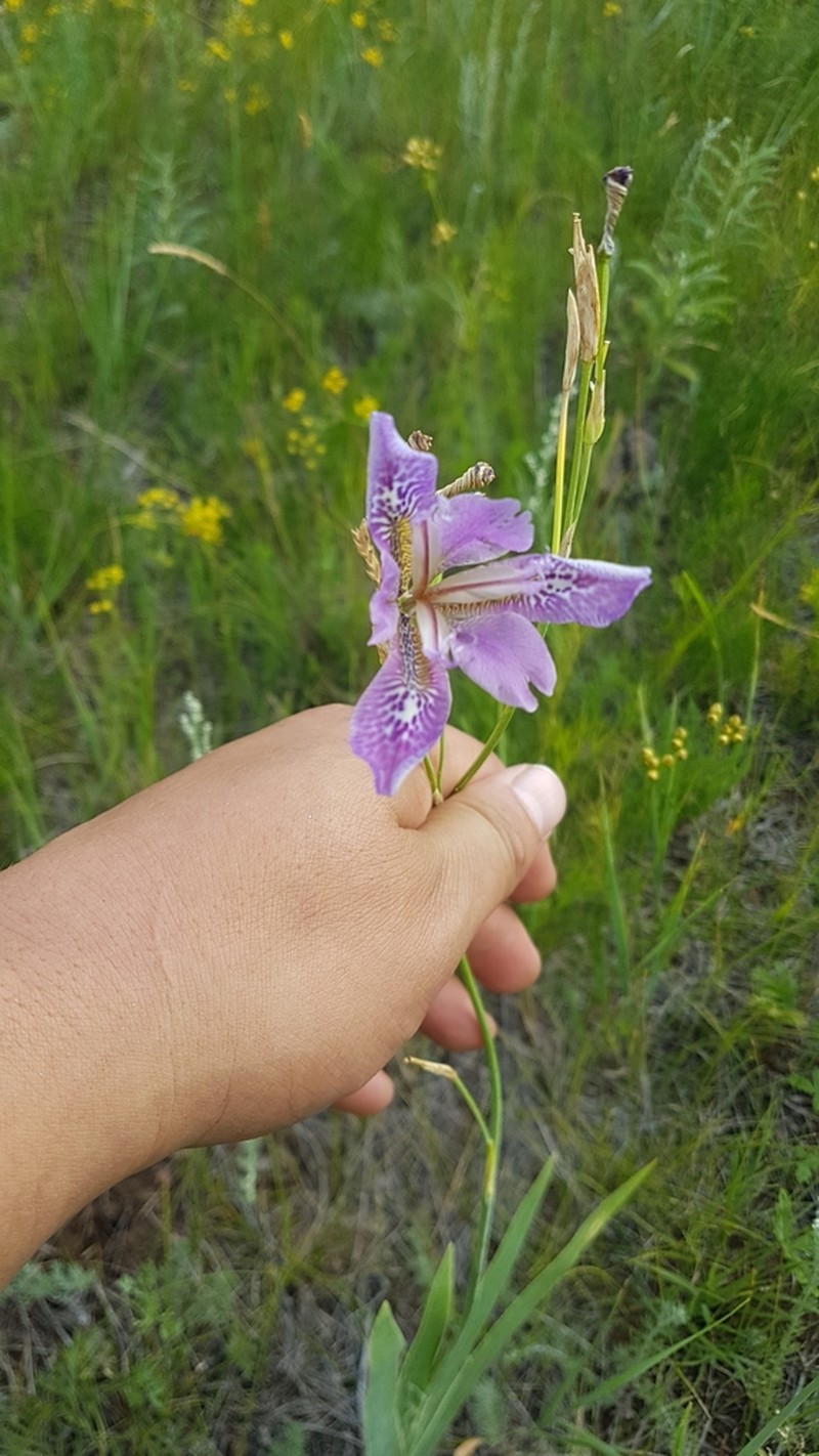 Pardanthopsis dichotoma photo 7