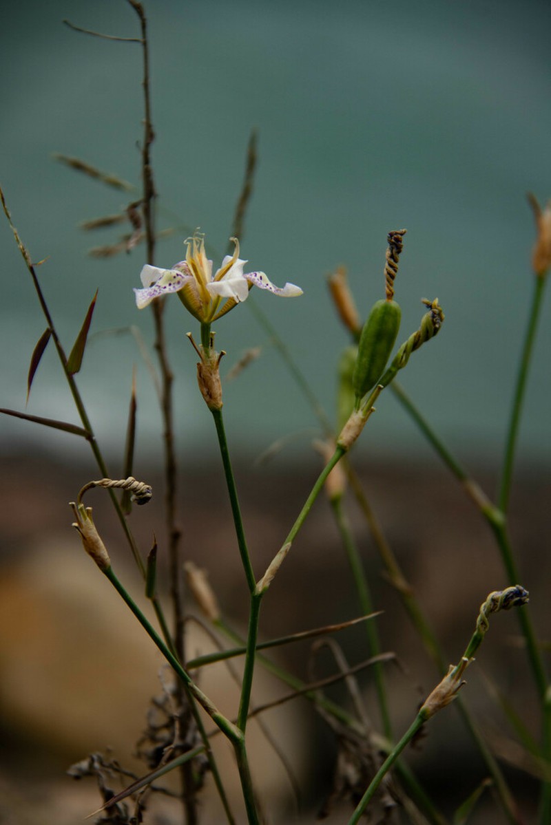 Pardanthopsis dichotoma photo 8