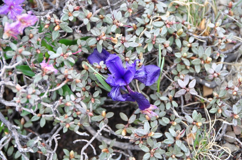 Iris dolichosiphon
