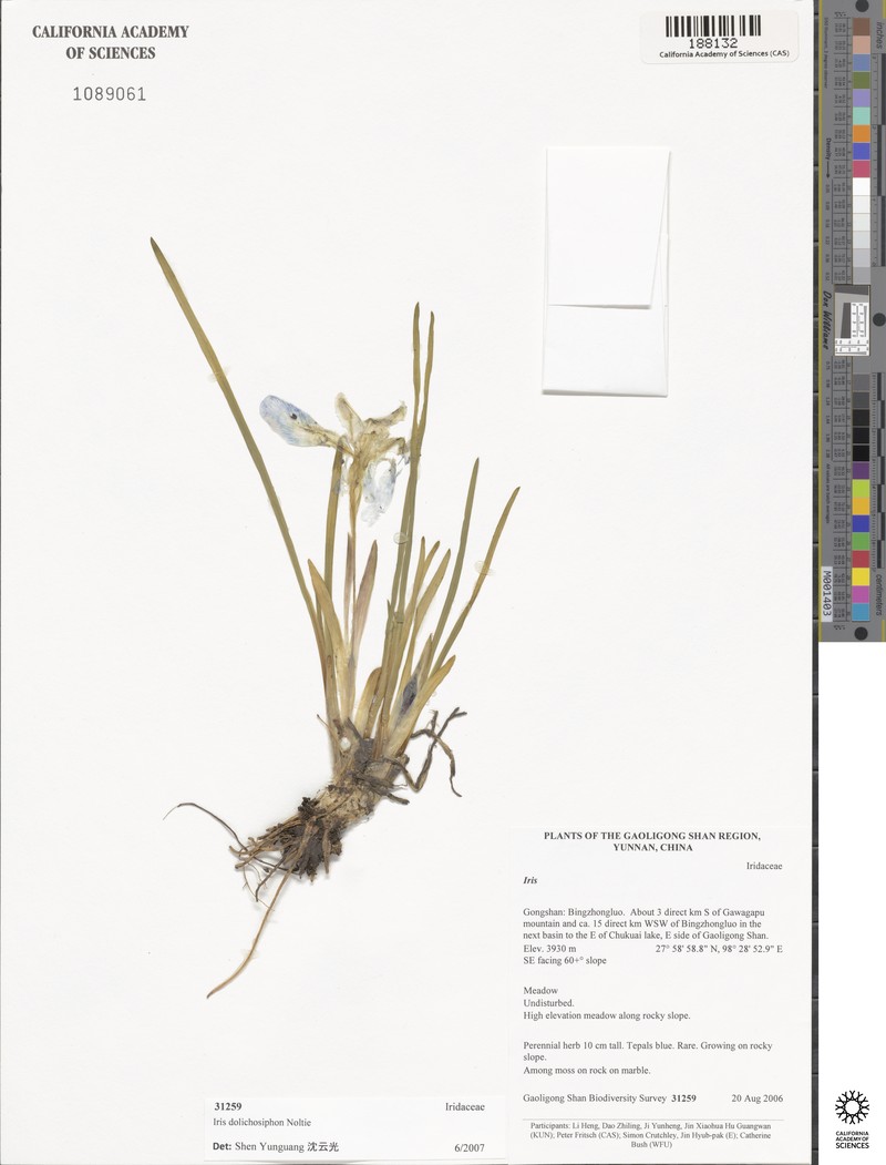 Iris dolichosiphon photo 2
