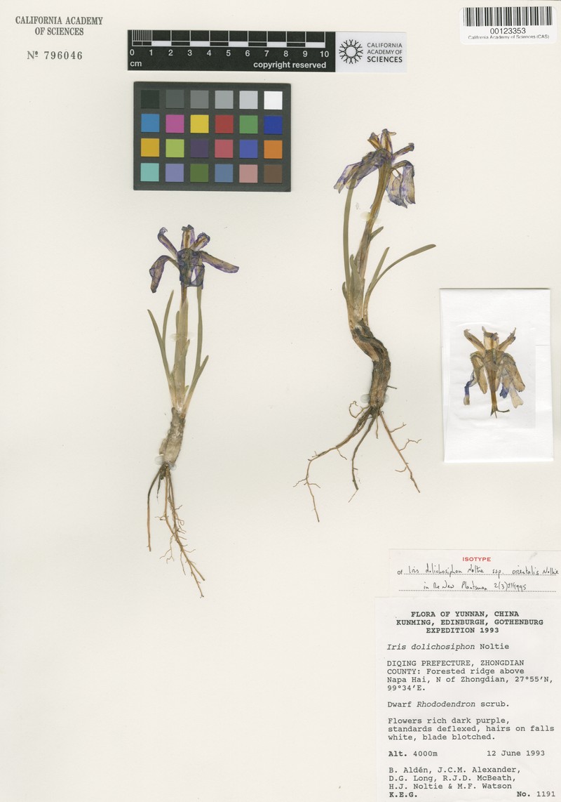 Iris dolichosiphon subsp. orientalis