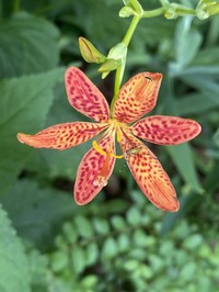 Blackberry Lily