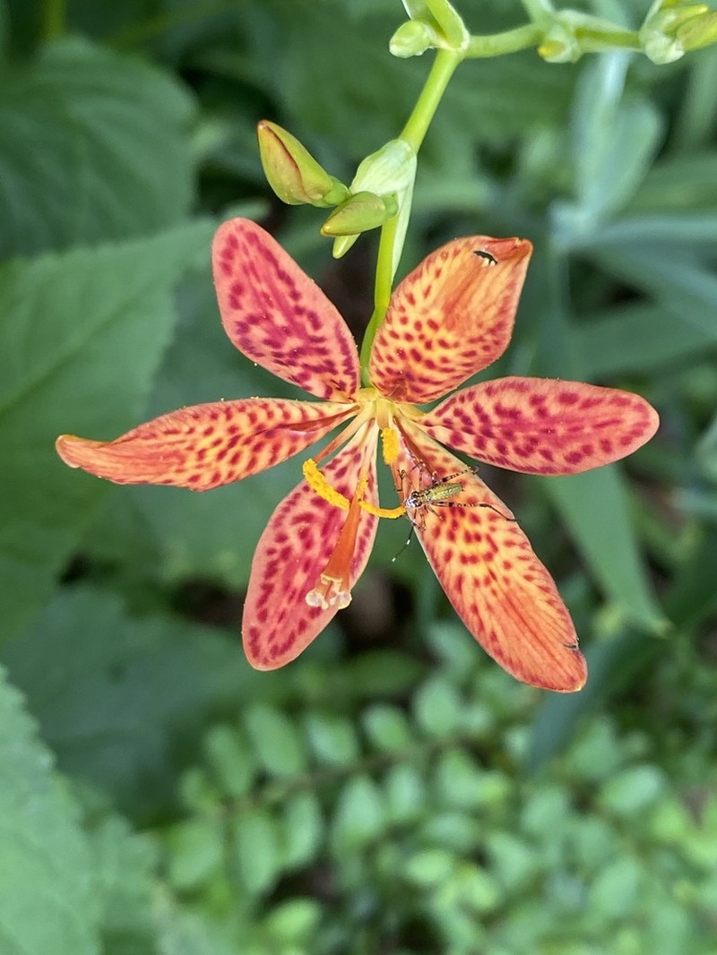 Blackberry Lily