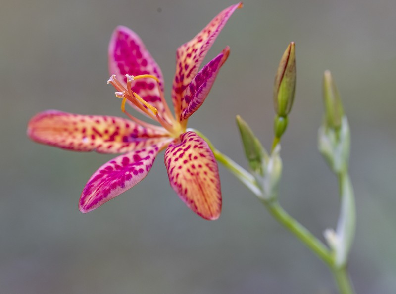Blackberry Lily photo 2