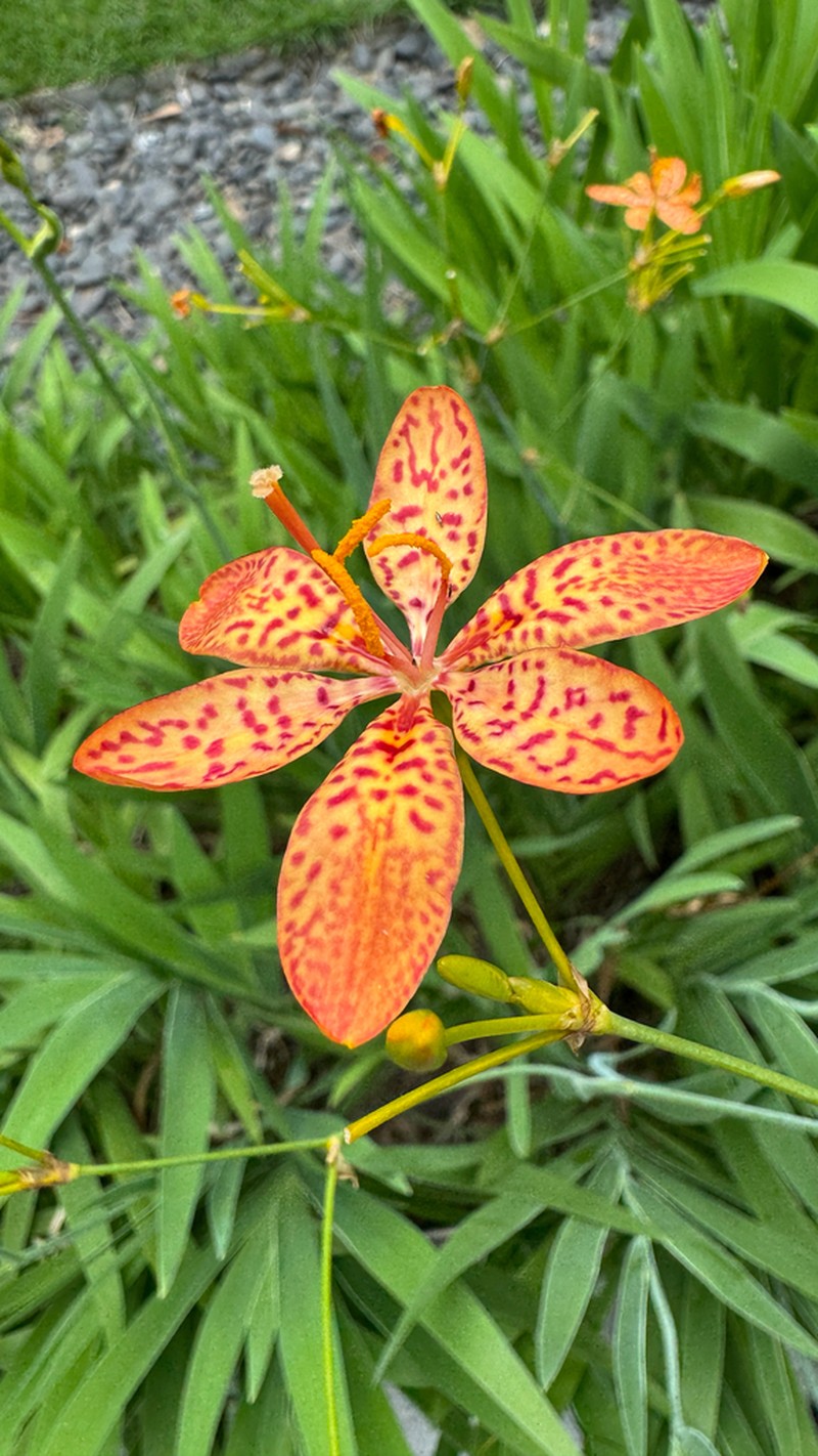 Blackberry Lily photo 4