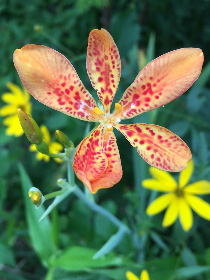 Blackberry Lily photo 5