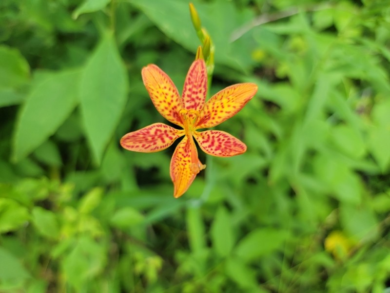 Blackberry Lily photo 6